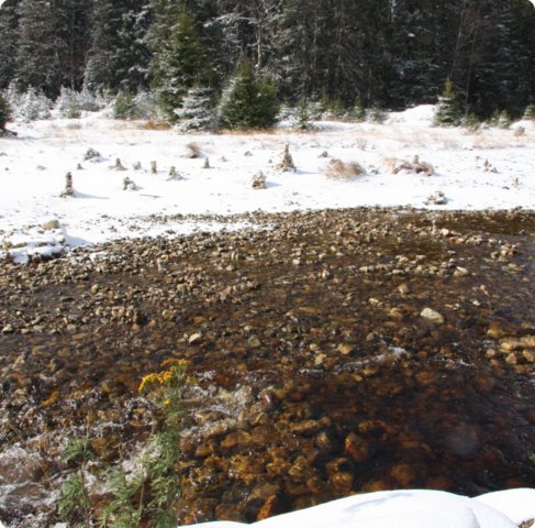 boehmerwald_68.jpg