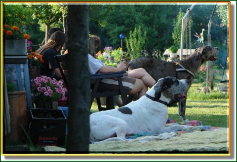 doggentreffen_08.07.06_009.jpg