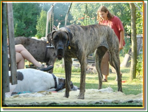 doggentreffen_08.07.06_012.jpg