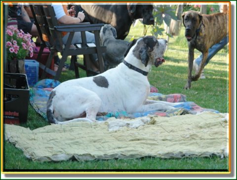 doggentreffen_08.07.06_016.jpg