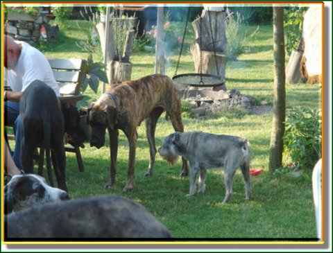 doggentreffen_08.07.06_017.jpg