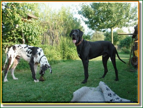 doggentreffen_08.07.06_019.jpg