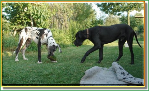 doggentreffen_08.07.06_020.jpg
