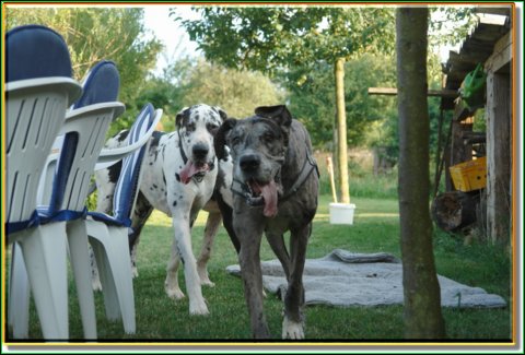 doggentreffen_08.07.06_037.jpg