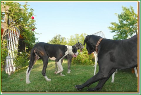 doggentreffen_08.07.06_041.jpg
