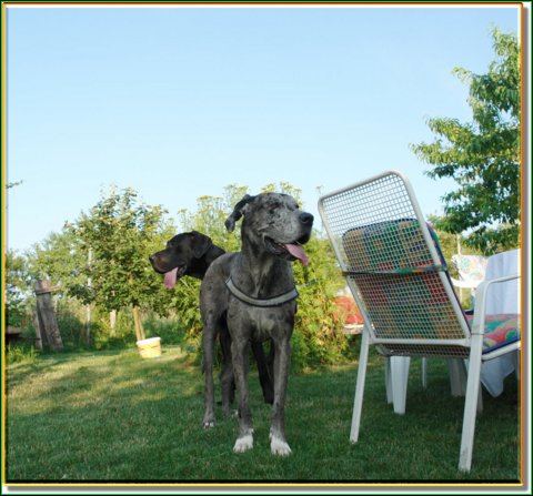 doggentreffen_08.07.06_042.jpg