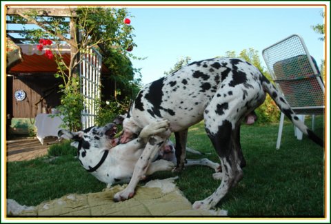 doggentreffen_08.07.06_047.jpg