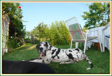 doggentreffen_08.07.06_054.jpg