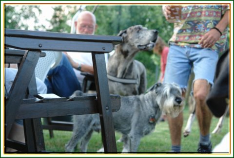 doggentreffen_08.07.06_065.jpg