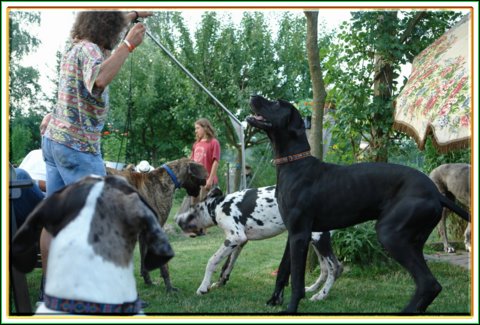 doggentreffen_08.07.06_070.jpg