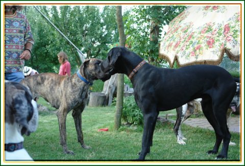 doggentreffen_08.07.06_072.jpg