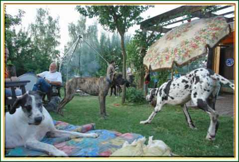 doggentreffen_08.07.06_092.jpg