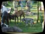 doggentreffen_08.07.06_017.jpg