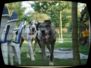 doggentreffen_08.07.06_037.jpg