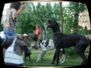 doggentreffen_08.07.06_070.jpg