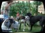 doggentreffen_08.07.06_071.jpg