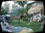 doggentreffen_08.07.06_092.jpg