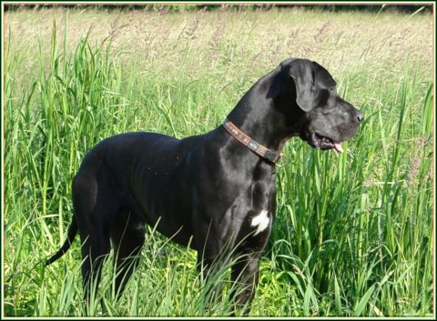 doggentreffen_juni_2006_021.jpg