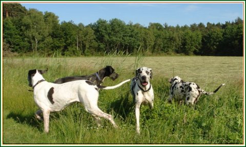 doggentreffen_juni_2006_035.jpg