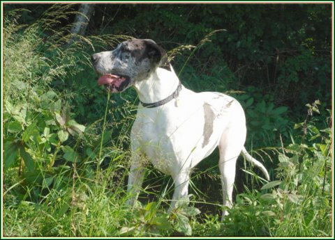 doggentreffen_juni_2006_039.jpg