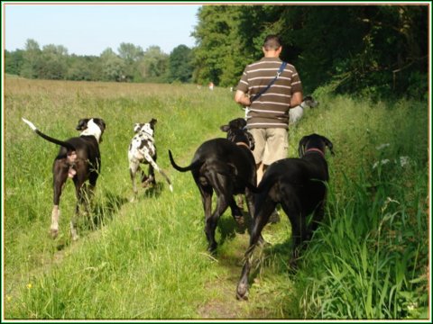 doggentreffen_juni_2006_040.jpg