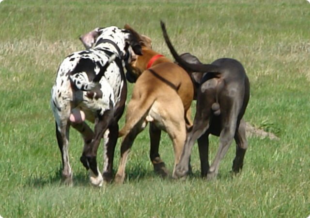 ostersonntag_-doggentreffen_009.jpg