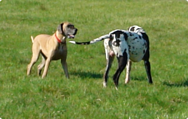 ostersonntag_-doggentreffen_011.jpg