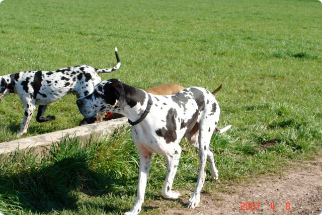ostersonntag_-doggentreffen_013.jpg