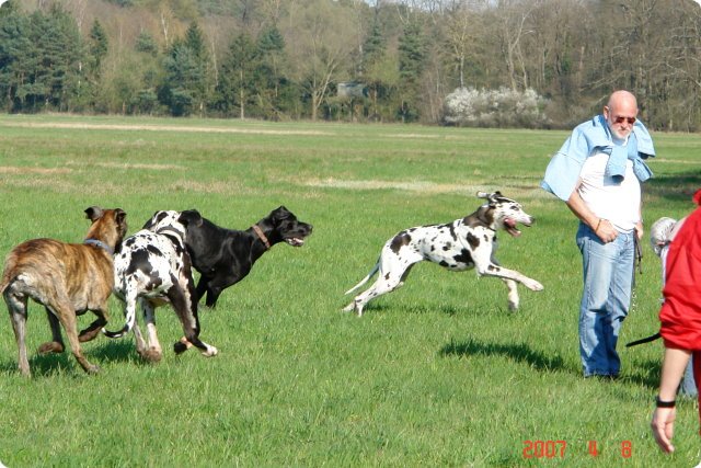 ostersonntag_-doggentreffen_025.jpg