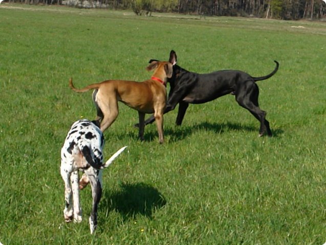 ostersonntag_-doggentreffen_026.jpg