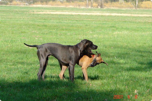 ostersonntag_-doggentreffen_029.jpg