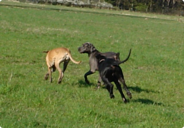 ostersonntag_-doggentreffen_042.jpg