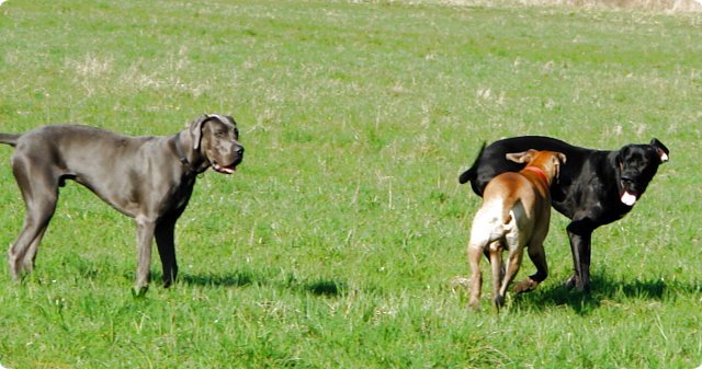 ostersonntag_-doggentreffen_043.jpg