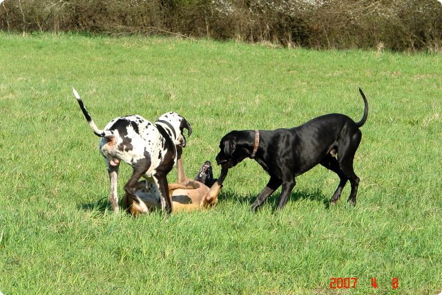 ostersonntag_-doggentreffen_044.jpg