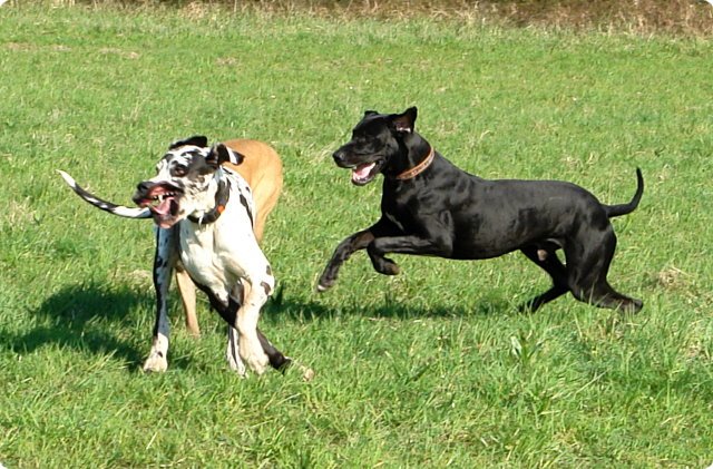 ostersonntag_-doggentreffen_045.jpg