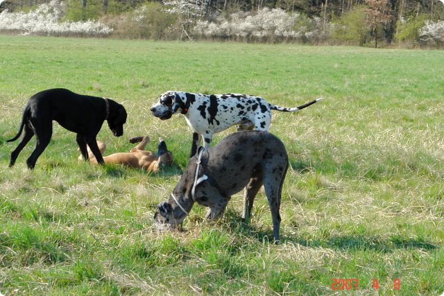 ostersonntag_-doggentreffen_046.jpg