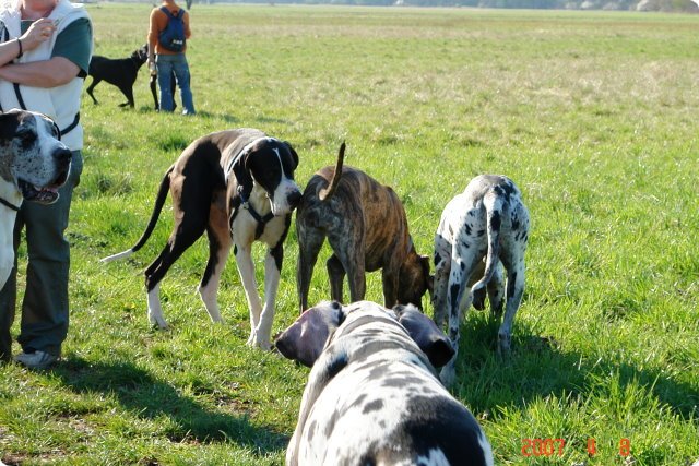 ostersonntag_-doggentreffen_051.jpg