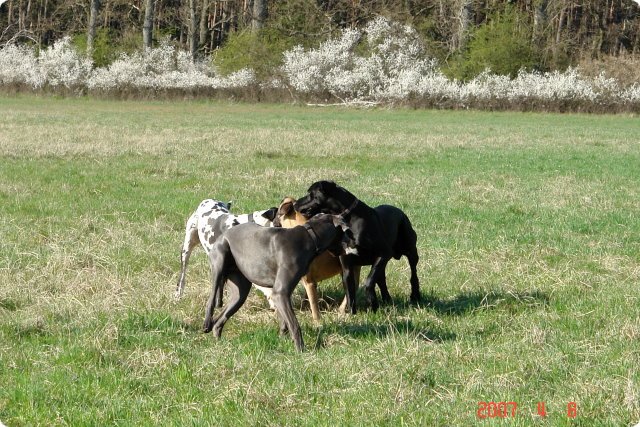ostersonntag_-doggentreffen_053.jpg
