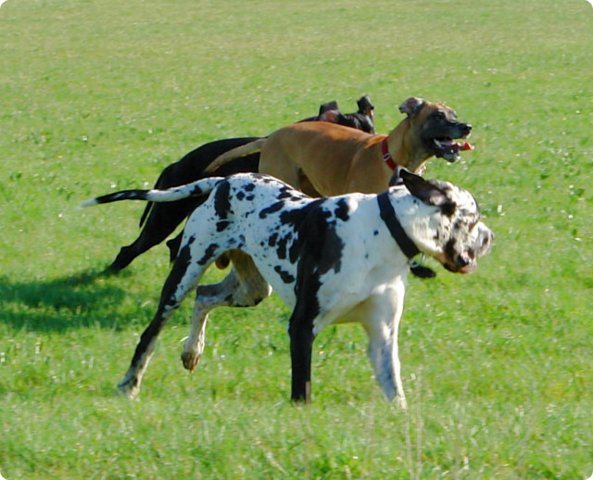 ostersonntag_-doggentreffen_058.jpg