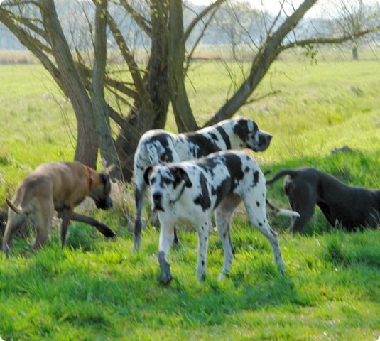 ostersonntag_-doggentreffen_062.jpg