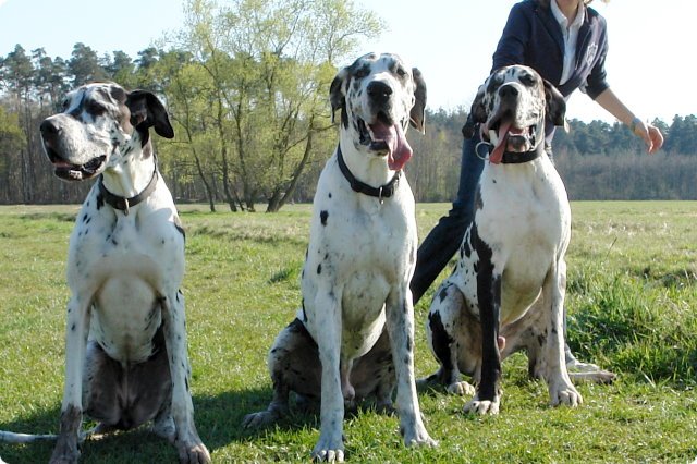 ostersonntag_-doggentreffen_064.jpg