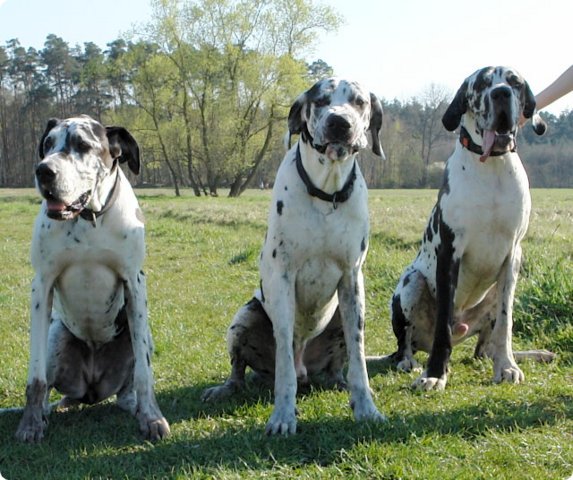ostersonntag_-doggentreffen_065.jpg