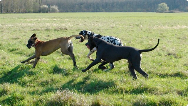 ostersonntag_-doggentreffen_067.jpg