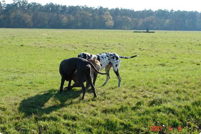 ostersonntag_-doggentreffen_068.jpg