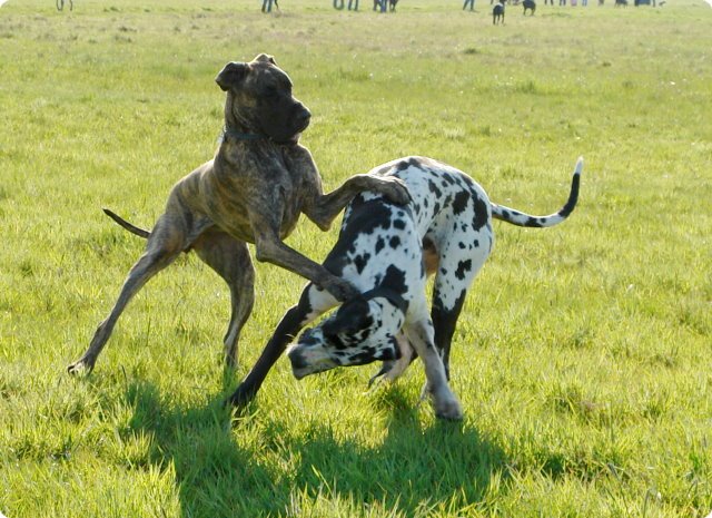 ostersonntag_-doggentreffen_070.jpg