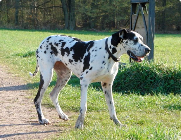 ostersonntag_-doggentreffen_072.jpg