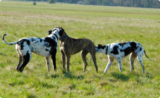 ostersonntag_-doggentreffen_074.jpg