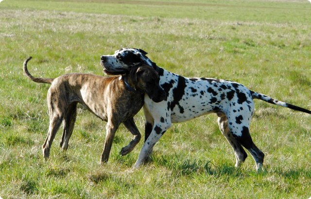 ostersonntag_-doggentreffen_076.jpg