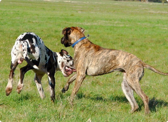 ostersonntag_-doggentreffen_077.jpg