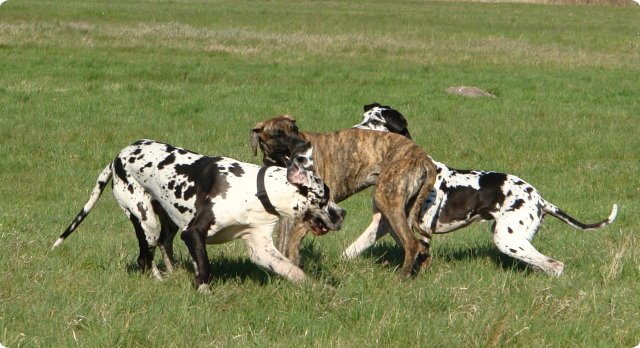 ostersonntag_-doggentreffen_081.jpg